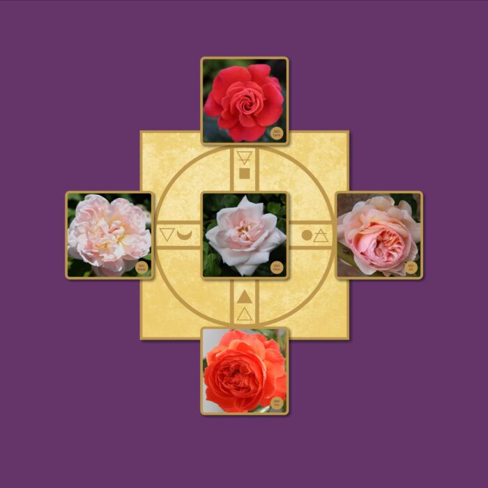 The Elemental Rose Dragons - 5 Week Course